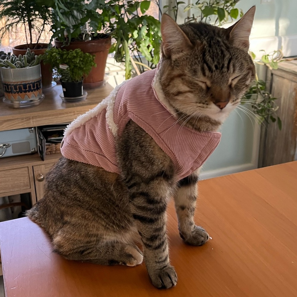 PUPCREW Pink corduroy fleece lined pet vets cat/dog XS gently used, like new